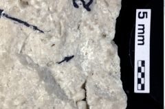 Foto (Detailansicht) von Decapoda indet. (NHMW-GEO-1990-0041-0200b)